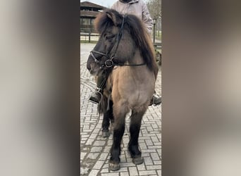 Islandpferd, Hengst, 22 Jahre, 137 cm, Falbe