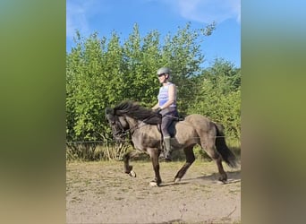 Islandpferd, Hengst, 22 Jahre, 137 cm, Falbe