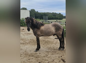 Islandpferd, Hengst, 22 Jahre, 137 cm, Falbe