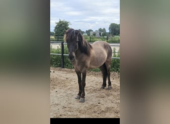 Islandpferd, Hengst, 22 Jahre, 137 cm, Falbe