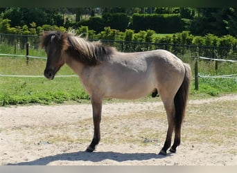 Islandpferd, Hengst, 2 Jahre, 139 cm, Grullo