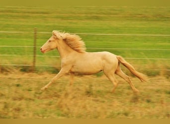 Islandpferd, Hengst, 2 Jahre, 140 cm, Cremello