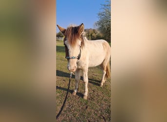 Islandpferd, Hengst, 2 Jahre, 140 cm