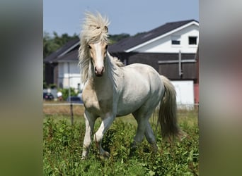 Islandpferd, Hengst, 2 Jahre, 140 cm, Palomino