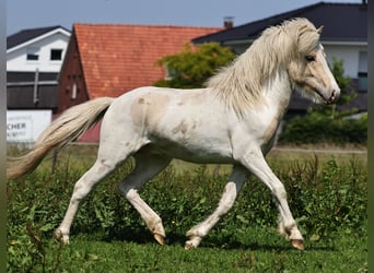 Islandpferd, Hengst, 2 Jahre, 140 cm, Palomino