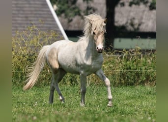 Islandpferd, Hengst, 2 Jahre, 140 cm, Palomino