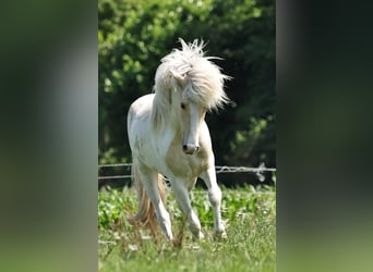 Islandpferd, Hengst, 2 Jahre, 140 cm, Palomino
