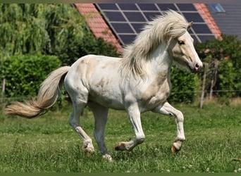 Islandpferd, Hengst, 2 Jahre, 140 cm, Palomino