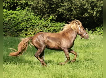 Islandpferd, Hengst, 2 Jahre, 140 cm, Pearl
