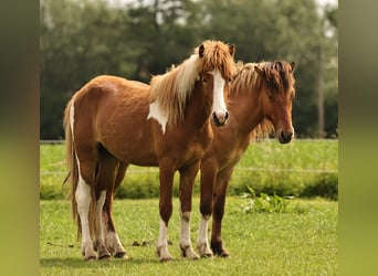 Islandpferd, Hengst, 2 Jahre, 140 cm, Tobiano-alle-Farben
