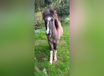 Islandpferd, Hengst, 2 Jahre, 144 cm, Schecke