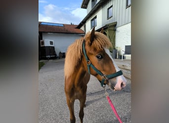 Islandpferd, Hengst, 2 Jahre, 145 cm, Fuchs