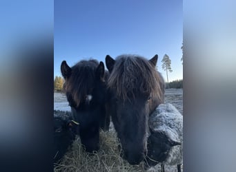 Islandpferd, Hengst, 2 Jahre, 145 cm, Rappe