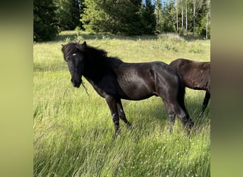 Islandpferd, Hengst, 2 Jahre, 145 cm, Rappe