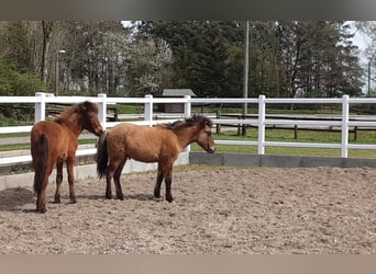 Islandpferd, Hengst, 2 Jahre, Falbe