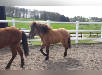 Islandpferd, Hengst, 2 Jahre, Falbe