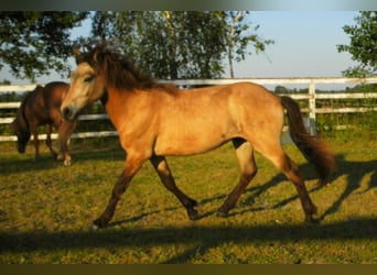 Islandpferd, Hengst, 2 Jahre