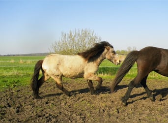 Islandpferd, Hengst, 2 Jahre