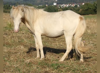 Islandpferd, Hengst, 2 Jahre, Perlino