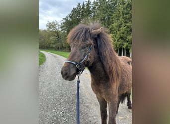 Islandpferd, Hengst, 2 Jahre, Rappe