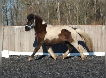 Islandpferd, Hengst, 2 Jahre, Schecke