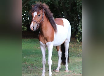 Islandpferd, Hengst, 2 Jahre, Schecke