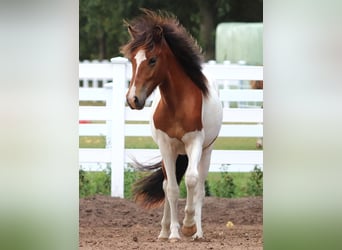 Islandpferd, Hengst, 2 Jahre, Schecke