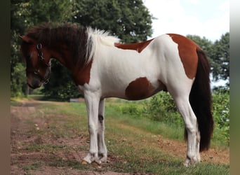 Islandpferd, Hengst, 2 Jahre, Schecke