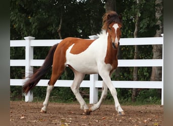 Islandpferd, Hengst, 2 Jahre, Schecke