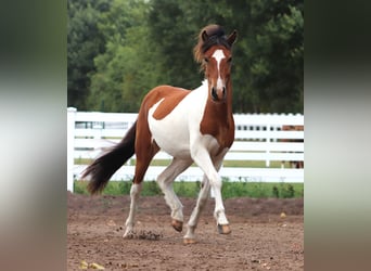 Islandpferd, Hengst, 2 Jahre, Schecke