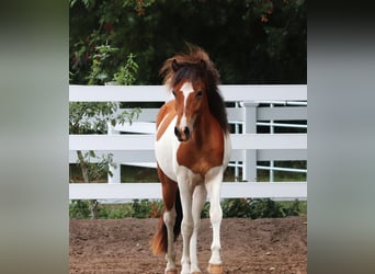 Islandpferd, Hengst, 2 Jahre, Schecke