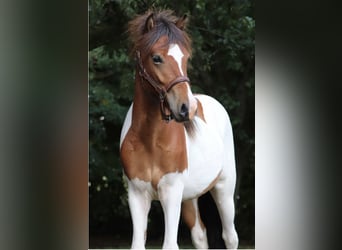 Islandpferd, Hengst, 2 Jahre, Schecke