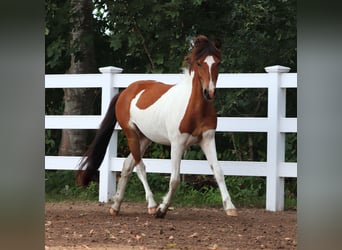 Islandpferd, Hengst, 2 Jahre, Schecke
