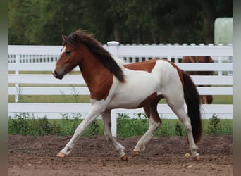 Islandpferd, Hengst, 2 Jahre, Schecke