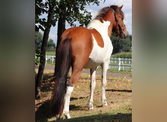 Islandpferd, Hengst, 2 Jahre, Schecke