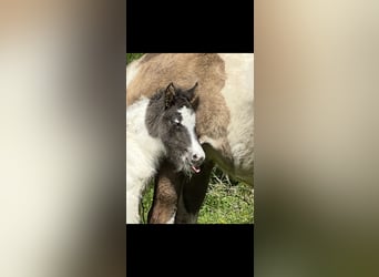 Islandpferd, Hengst, 2 Jahre, Schecke