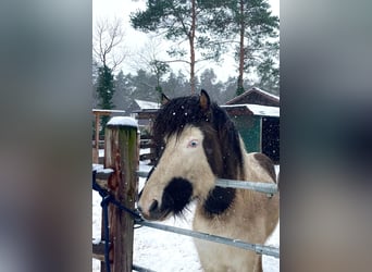 Islandpferd, Hengst, 3 Jahre, 132 cm, Schecke