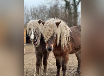 Islandpferd, Hengst, 3 Jahre, 137 cm