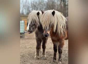 Islandpferd, Hengst, 3 Jahre, 137 cm