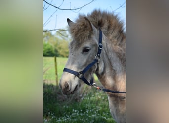 Islandpferd, Hengst, 3 Jahre, 139 cm