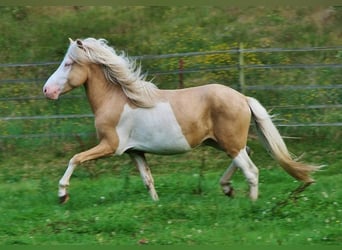 Islandpferd, Hengst, 3 Jahre, 139 cm, Palomino