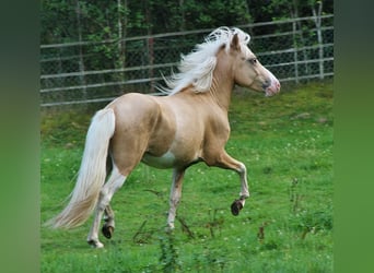 Islandpferd, Hengst, 3 Jahre, 139 cm, Palomino