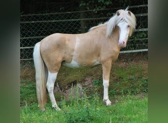 Islandpferd, Hengst, 3 Jahre, 139 cm, Palomino