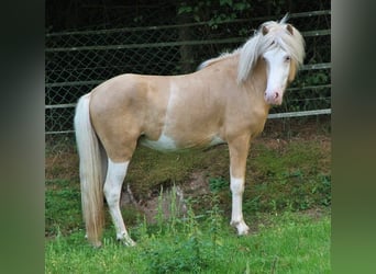 Islandpferd, Hengst, 3 Jahre, 139 cm, Palomino