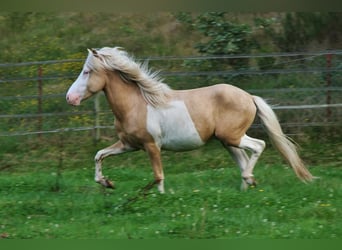 Islandpferd, Hengst, 3 Jahre, 139 cm, Palomino