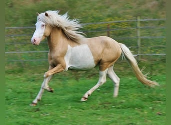 Islandpferd, Hengst, 3 Jahre, 139 cm, Palomino