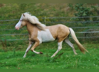 Islandpferd, Hengst, 3 Jahre, 139 cm, Palomino