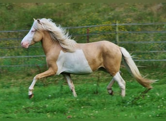 Islandpferd, Hengst, 3 Jahre, 139 cm, Palomino