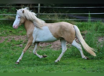 Islandpferd, Hengst, 3 Jahre, 139 cm, Palomino