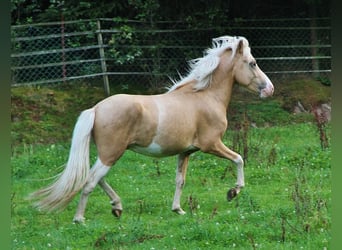 Islandpferd, Hengst, 3 Jahre, 139 cm, Palomino